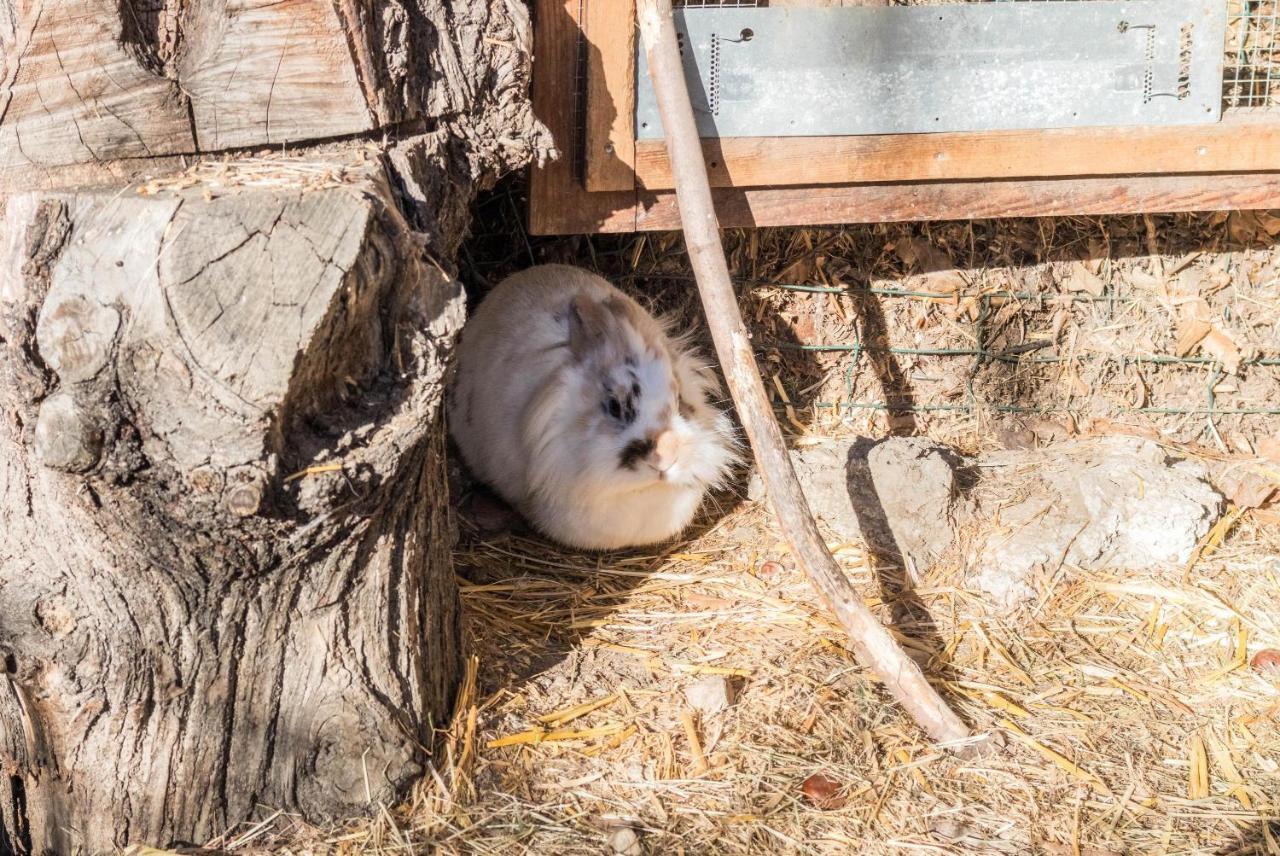 Oberegghof Ferienwohnung Hahnenkamm Rifiano Εξωτερικό φωτογραφία